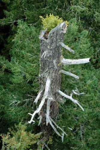 The Life in Dead Trees